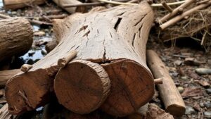 Read more about the article Mining Old Paddleboat Logs for Relics of River Trade and Travel