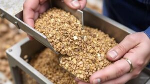 Read more about the article How to Recover Gold From Fine Gravel Using Simple Classifiers