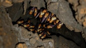 Read more about the article Exploring deep caves to uncover colonies of cave swiftlets and their unique nesting habits.