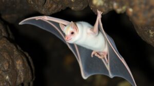 Read more about the article Investigating the mysterious “white bat” sightings in Caribbean caves.