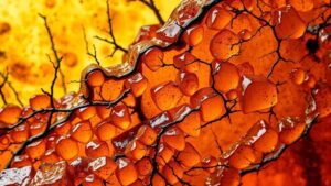 Read more about the article Amber Forests of Prehistoric Europe: Fossils Trapped in Time’s Resin