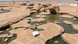 Read more about the article Petrified Marshlands: Fossilized Plant Communities Preserved in Stone