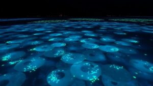 Read more about the article Investigating the “Luminous Lagoon,” a body of water in the Pacific that glows with bioluminescent plankton.