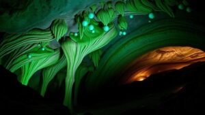 Read more about the article Discovering the eerie beauty of New Zealand’s Waitomo Glowworm Caves.