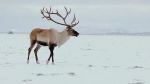 Read more about the article Searching for the mythical “ghost caribou” said to roam Arctic tundra.