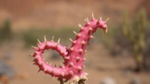 Read more about the article Investigating the bizarre morphology of Welwitschia plants in the Namib Desert.