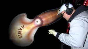 Read more about the article Searching for the elusive giant squid in the depths of the Pacific Ocean.