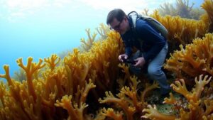 Read more about the article Searching for the underwater gardens of kelp forests along California’s coast.