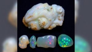 Read more about the article Opalized Sea Creatures: Stunning Fossils Turned to Gemstones