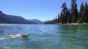 Read more about the article Searching for the mythical aquatic creatures said to inhabit Canada’s Lake Okanagan.