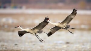 Read more about the article Following the migratory patterns of sandhill cranes through North America.