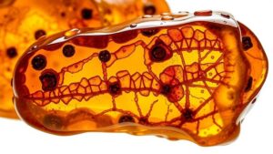 Read more about the article Amber Fossils: Unlocking Prehistoric Worlds Trapped in Golden Resin