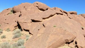 Read more about the article Discovering Local Fossil Sites with State Geological Survey Resources