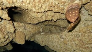 Read more about the article Exploring the underwater caves of the Yucatán for fossilized remains of Ice Age animals.