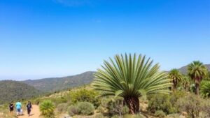 Read more about the article Documenting the world’s rarest cycads and their prehistoric origins.